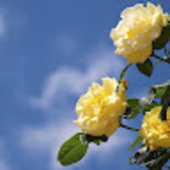 Meet your Posher, Jaci - Picture 1 of 1